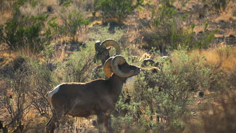 Bighorn-sheep-forage-in-the-dry-season-in-the-mountain