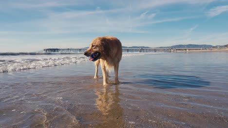 Golden-Retriever-Dog-on-Sandy-Beach-by-Ocean-Waves-on-Sunny-Day,-Slow-Motion