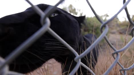 Schwarzer-Panther-Kuschelt-Mit-Der-Kamera-Durch-Den-Zaun-Eines-Wildschutzgebietes,-Zeitlupe