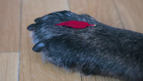 Auf-Der-Pfote-Eines-Schwarzen-Hundes-Ist-Ein-Kleines-Rotes-Blatt-Zu-Sehen