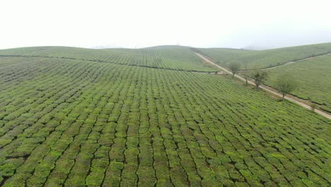 Immense-tea-hills-submerged-in-mist-in-the-Northwest-Highlands---Vietnam