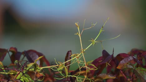 Dark-red-leaves-and-pale-green-climbing-roots-of-the-Virginia-creeper-on-the-blurry-background