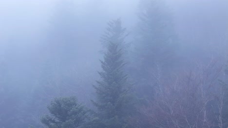Luftaufnahmen-Umkreisen-Einen-Geisterbaum-Durch-Dichten-Nebel-über-Einem-ätherischen,-Launischen-Bergwald