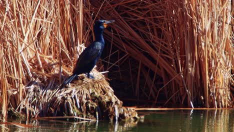 Patos-Bajo-Cubierta-En-Los-Humedales-Del-Suroeste