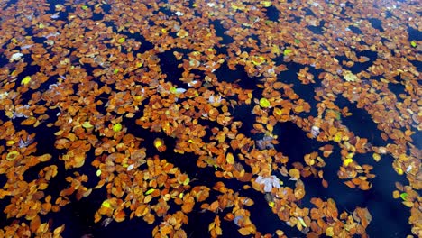 Crisp-autumn-leaves,-vibrant-orange,-red,-and-yellow,-scattered-across-the-still-turquoise-surface-of-a-lake