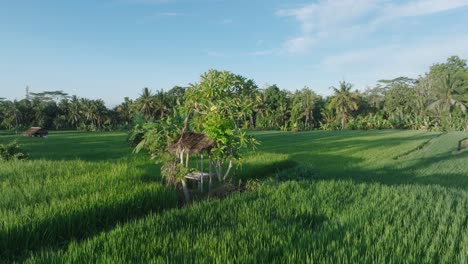 Drone-shot-panning-low-over-rice-paddies-in-Ubud-Bali-Indonesia-at-Sunrise