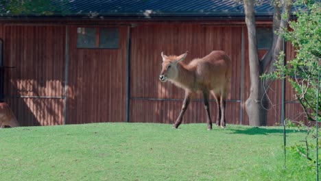 Waterbuck-Kobus-ellipsiprymnus-grazing-on-lawn-in-front-of-wooden-shed-at-zoo