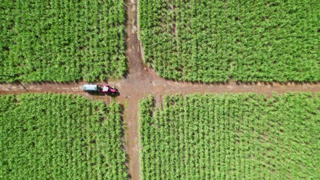 A-truck-on-a-dirt-path-amid-a-lush-sugarcane-field-under-bright-sunlight,-aerial-view