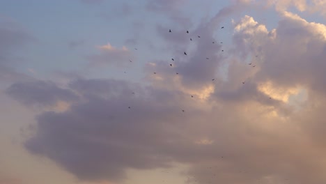 Concepto-De-Cielo-De-Bandada-De-Pájaros,-Una-Bandada-De-Pájaros-Volando-Sobre-El-Hermoso-Fondo-Del-Cielo-Al-Atardecer,-Hermosas-Imágenes-Naturales-De-Pájaros-Dando-Vueltas-Con-Un-Colorido-Cielo-Nublado-Detrás-De-Ellos,-Al-Atardecer