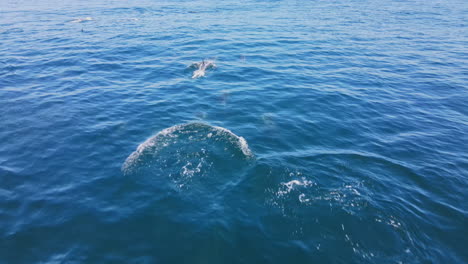 Gewöhnliche-Delfine-Springen-Vor-Freude-über-Die-Meeresoberfläche-Des-Atlantiks,-Drohnenverfolgung-In-Geringer-Entfernung
