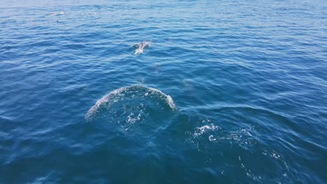 Common-dolphins-jump-with-joy-breaking-Atlantic-sea-surface,-low-drone-tracking