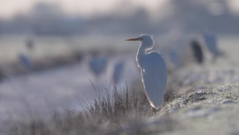 Great-Egret,-Close-Up,-Zilverreiger,-Winter,-Netherlands