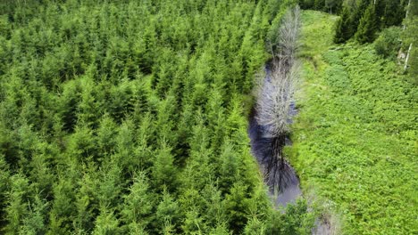 Aerial-Above-Young-Pine-Trees-At-Plantation-In-Bohuslan,-Sweden