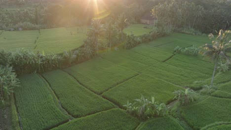 Luftaufnahme-Einer-Drohne-über-Reisfeldern-Bei-Sonnenaufgang-In-Ubud,-Bali-Mit-Sonneneruption-Und-Palmen