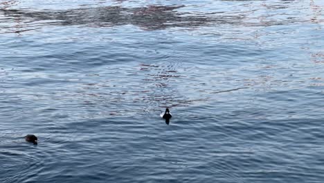 Duck-swimming-alone-in-calm-blue-waters-with-gentle-ripples-reflecting-sunlight,-wide-shot