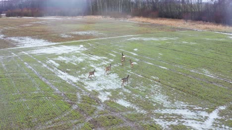 Aerial-view-of-roe-deer-herd-walk-on-green-agricultural-field-toward-forest