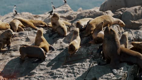 Fur-Seal-Colonies-On-The-Islands-In-Beagle-Channel-Near-Ushuaia-In-Tierra-del-Fuego,-Argentina