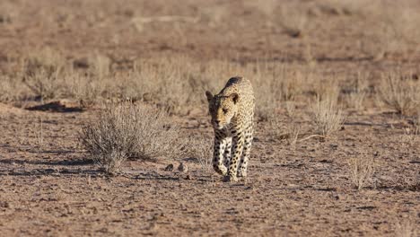 Erwachsene-Leopardenweibchen-Läuft-In-Richtung-Kamera-In-Kgalagadi,-Südafrika