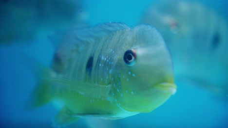 Nahaufnahme-Eines-Argentinischen-Buckelkopffisches-In-Einer-Blauen-Wasserumgebung