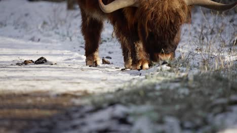 Highland-cow-with-large-horns-grazing-by-snowy-road-in-winter-grass