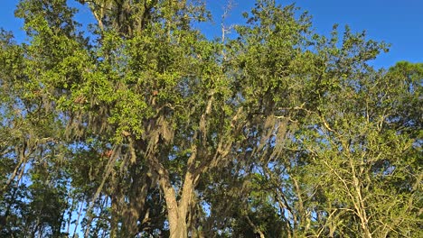 Spanish-moss-blowing-in-the-breeze-hanging-from-oak-trees-on-clear-day-tree