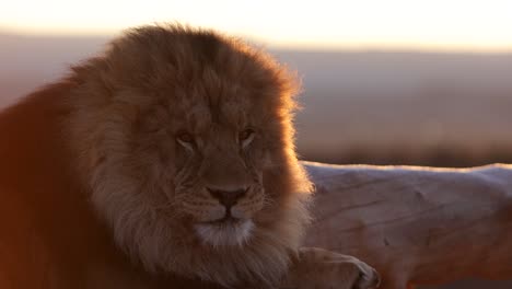 Schläfriger-Löwe-Im-Gegenlicht-Des-Sonnenaufgangs