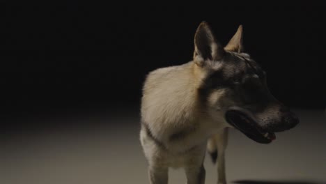 Wolfhound-in-dark-Studio-Environment