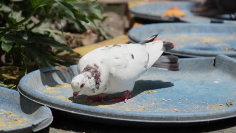 Paloma-Bravía-Alimentándose-Bajo-El-Sol-En-El-Parque-De-Animales-De-Kuala-Lumpur,-Malasia