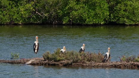 Four-individuals-facing-to-the-right-while-resting-on-a-bund,-Painted-Stork-Mycteria-leucocephala,-Thailand