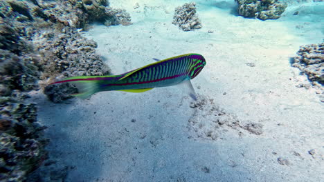 Colorful-wrasse-fish-swimming-in-clear-coral-reef-sea-near-scuba-diver
