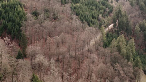 Sauerlands-Ruhiger-Herbst:-Der-Stille-Übergang-Eines-Waldes