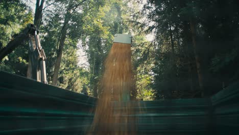 Sunlight-filters-through-trees-on-an-industrial-farm-as-corn-is-loaded-into-a-truck,-early-morning