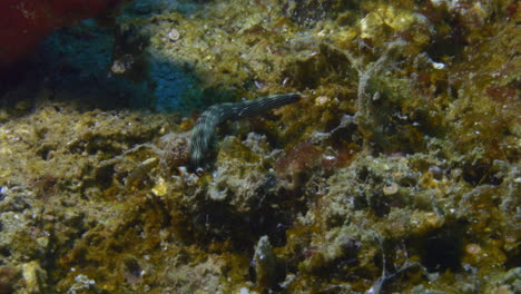 Increíblemente-Lindo-Nudibranquio-Thuridilla-Gracilis-Arrastrándose-Frenéticamente-Por-El-Fondo-Del-Océano