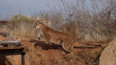 Puma-Rennt-Und-Springt,-Um-Im-Wildreservat-Seine-Mahlzeit-Zu-Jagen-(Zeitlupe)