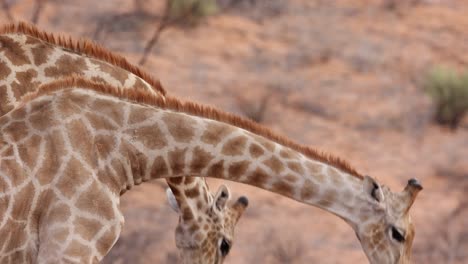 Slow-Motion-Close-Up-of-Two-Giraffe-Bulls-Necking-in-Kgalagadi