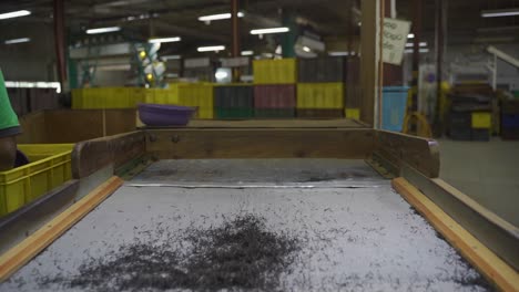 Dried-Tea-Leaves-Being-Sieved-Through-Sorting-Machine-In-Sri-Lanka