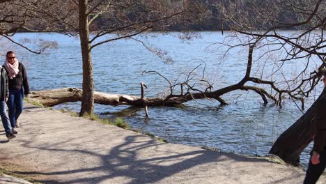 People-walk-and-run-past-fallen-tree-by-water-in-Stockholm-on-sunny-day