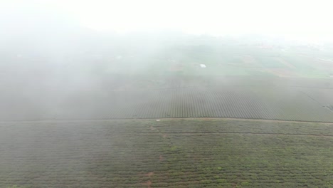 Riesige,-In-Nebel-Gehüllte-Teehügel-Im-Nordwestlichen-Hochland---Vietnam