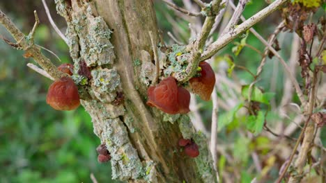 Hongos-Auriculariaceae-Que-Crecen-En-Un-árbol-Muerto.