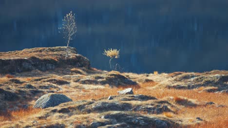 Two-young-birch-trees-on-the-shore-of-the-lake-in-the-autumn-tundra