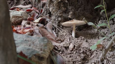 Einzelner-Pilz-Wächst-In-Einem-Wald,-Nahaufnahme-Der-Pilze-Zwischen-Blättern-Und-Erde