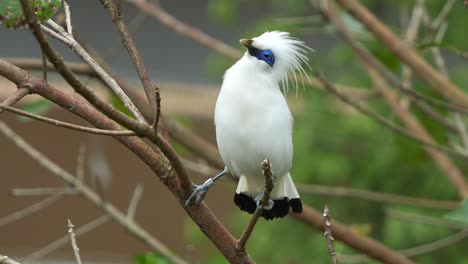 Rare-Bali-myna,-leucopsar-rothschildi-perched-on-tree-branch,-performing-courtship-dance-by-raising-head-crest,-body-bobbing,-chirping-in-the-forest-to-attract-mate,-close-up-shot-during-mating-season