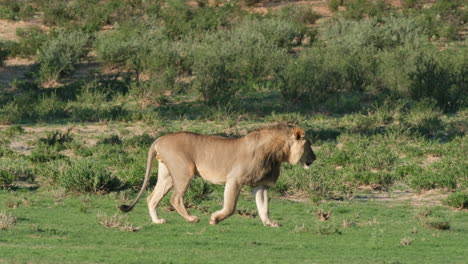 Lion-Walking-In-The-Grass-Field---Tracking-Shot