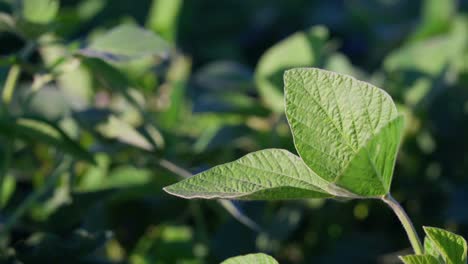 Closeup-of-soybean-leaves-in-a-field-in-Santa-Fe,-Argentina
