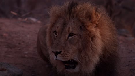 León-Marcado-Bostezando-Por-La-Mañana