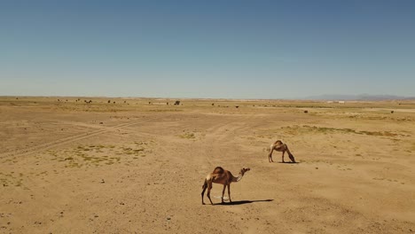 A-couple-of-camels-walk-in-the-sandy-desert-on-a-hot-sunny-day