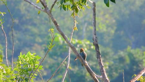 cute-Golden-fronted-woodpecker-bird-in-a-peaceful-tree,-blurry-forest-background,-cinematic-telezoom-shot