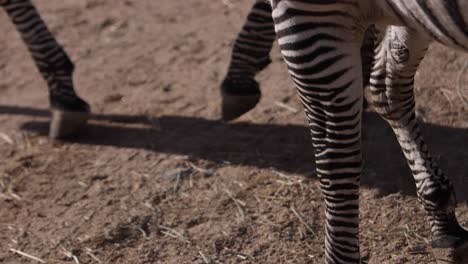 Zebras-Laufen-Vorbei-Und-Zeigen-Nahaufnahmen-Von-Oben-Nach-Unten-In-Zeitlupe