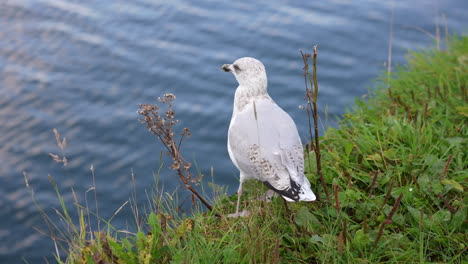 Einsame-Möwe-An-Der-Küste-Der-Isle-Of-Skye,-Schottland,-Großbritannien,-Nahaufnahme-In-Zeitlupe