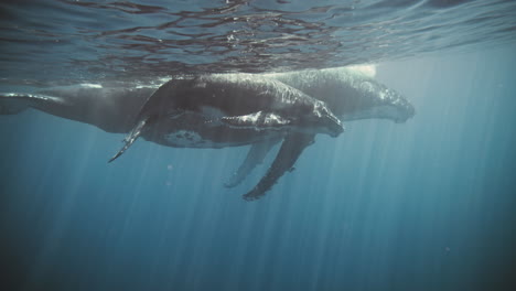Huge-Humpback-whale-teaches-young-calf-how-to-navigate-in-deep-blue-ocean